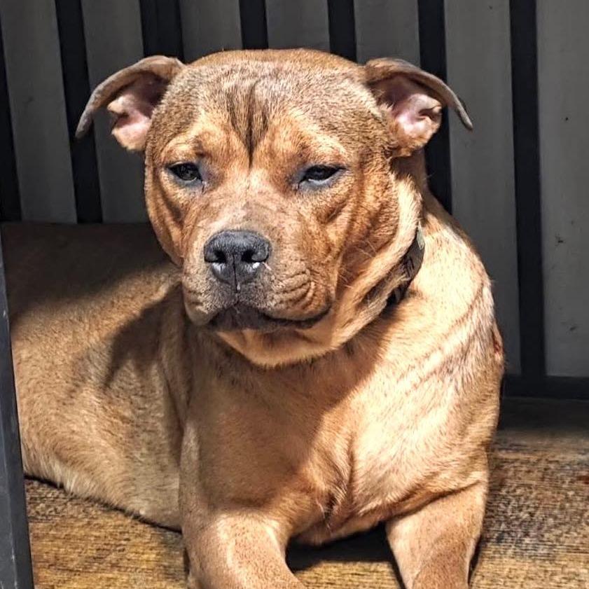 Enlarge Reba, a Adoptable mixed breed in Olathe, KS image 2/4