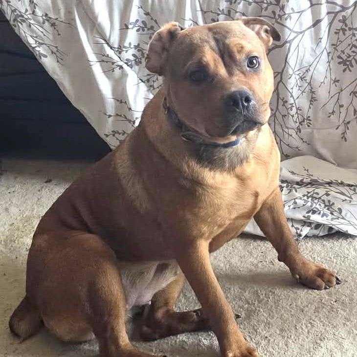 Enlarge Reba, a Adoptable mixed breed in Olathe, KS image 3/4