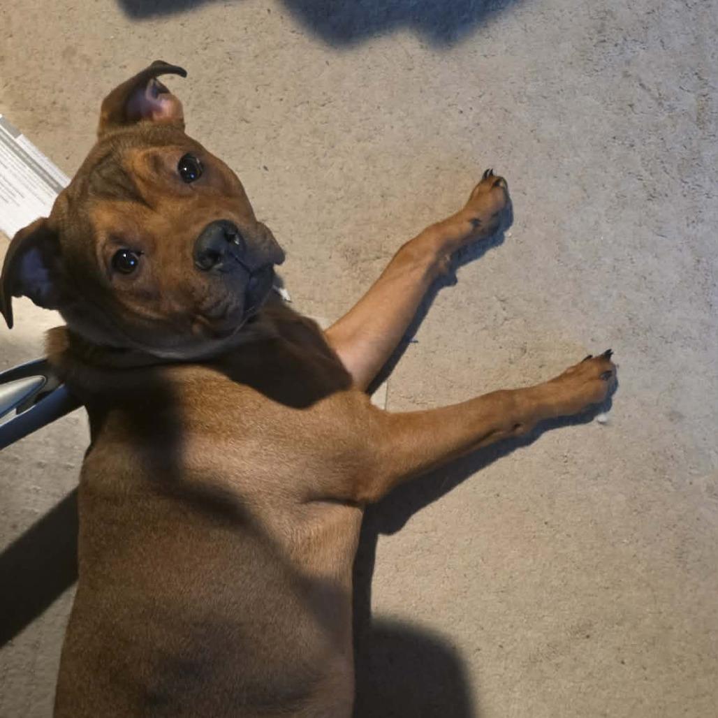 Enlarge Reba, a Adoptable mixed breed in Olathe, KS image 4/4