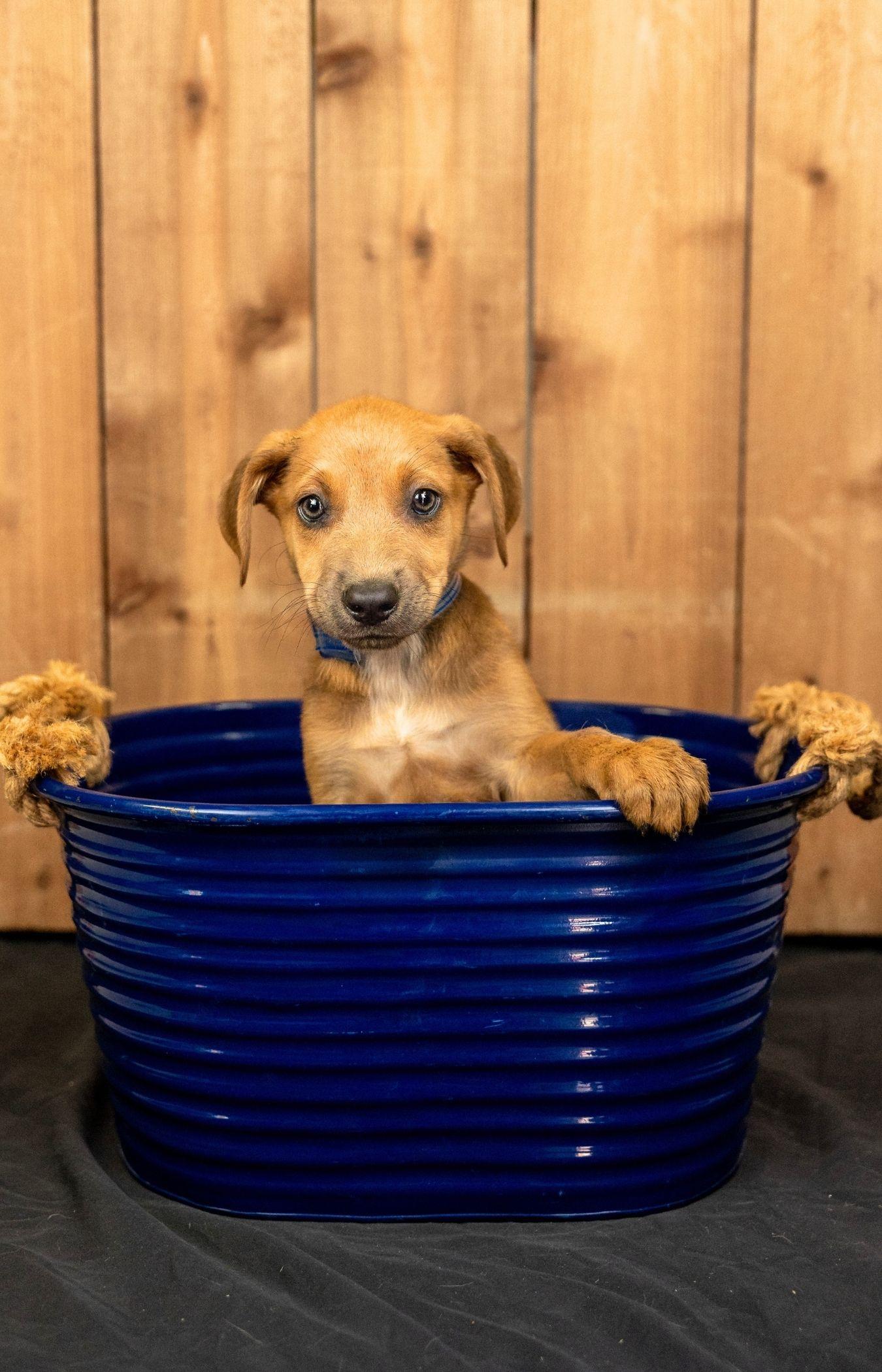 702-26, Adoptable, Puppy Female Shepherd.