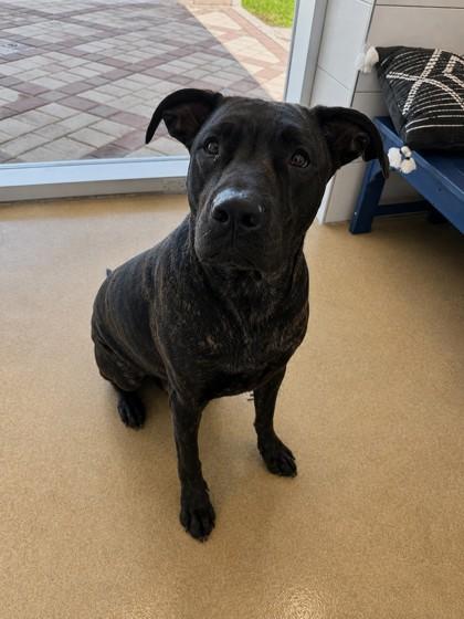 London, Adoptable, Young Male Labrador Retriever & Mixed Breed.