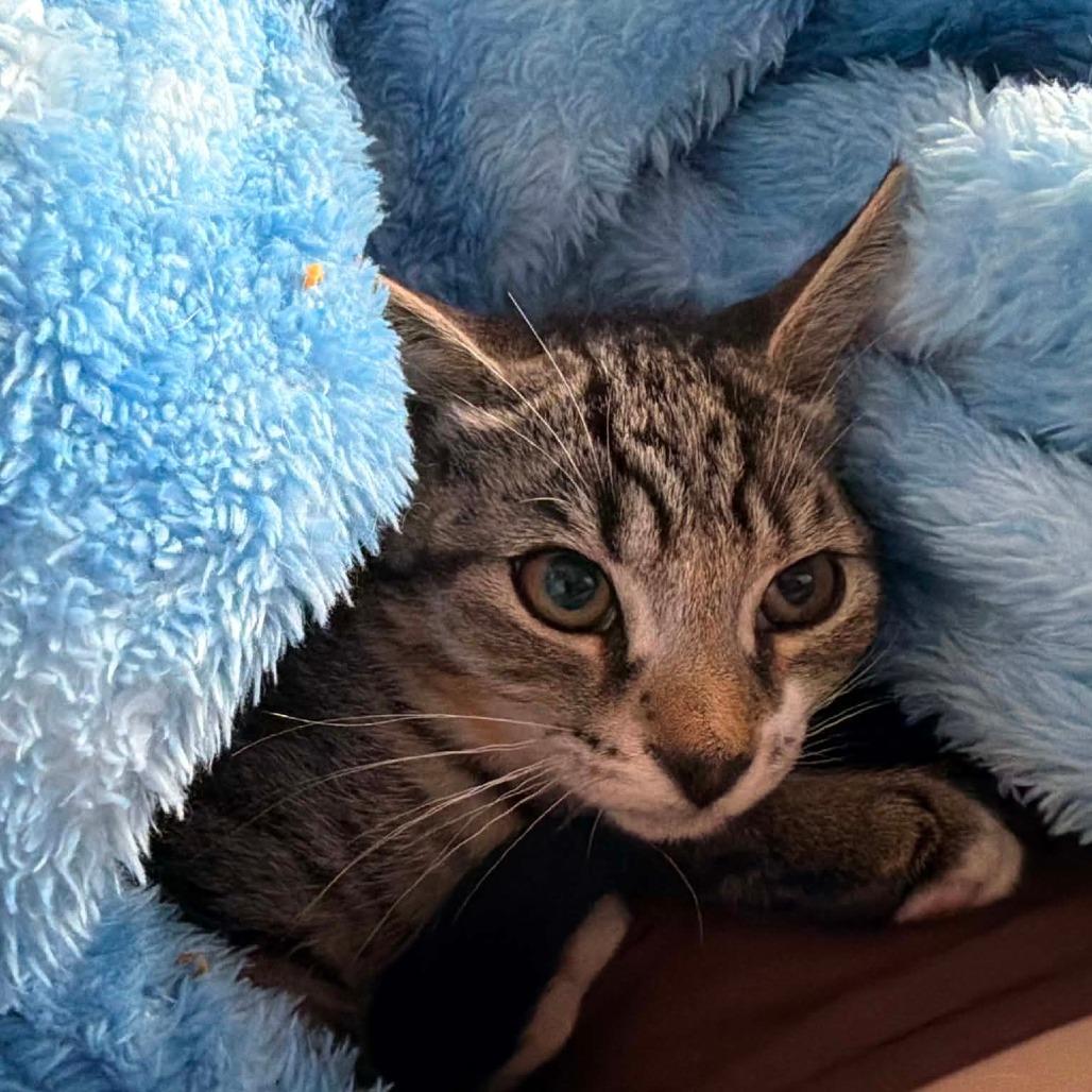 Asiago, Adoptable, Kitten Male Domestic Short Hair.