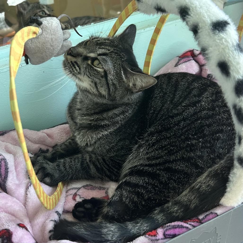 Enlarge Riot, a Adoptable Domestic Short Hair in Port Richey, FL image 1/6