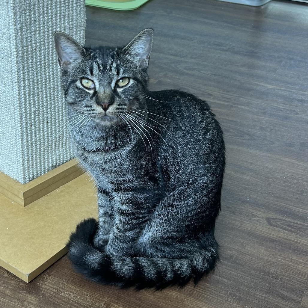 Enlarge Riot, a Adoptable Domestic Short Hair in Port Richey, FL image 2/6