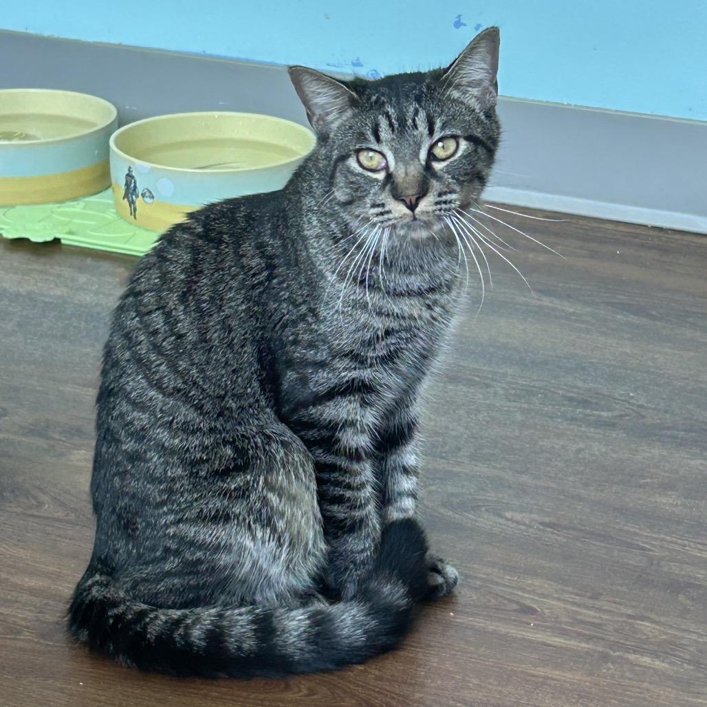 Enlarge Riot, a Adoptable Domestic Short Hair in Port Richey, FL image 3/6