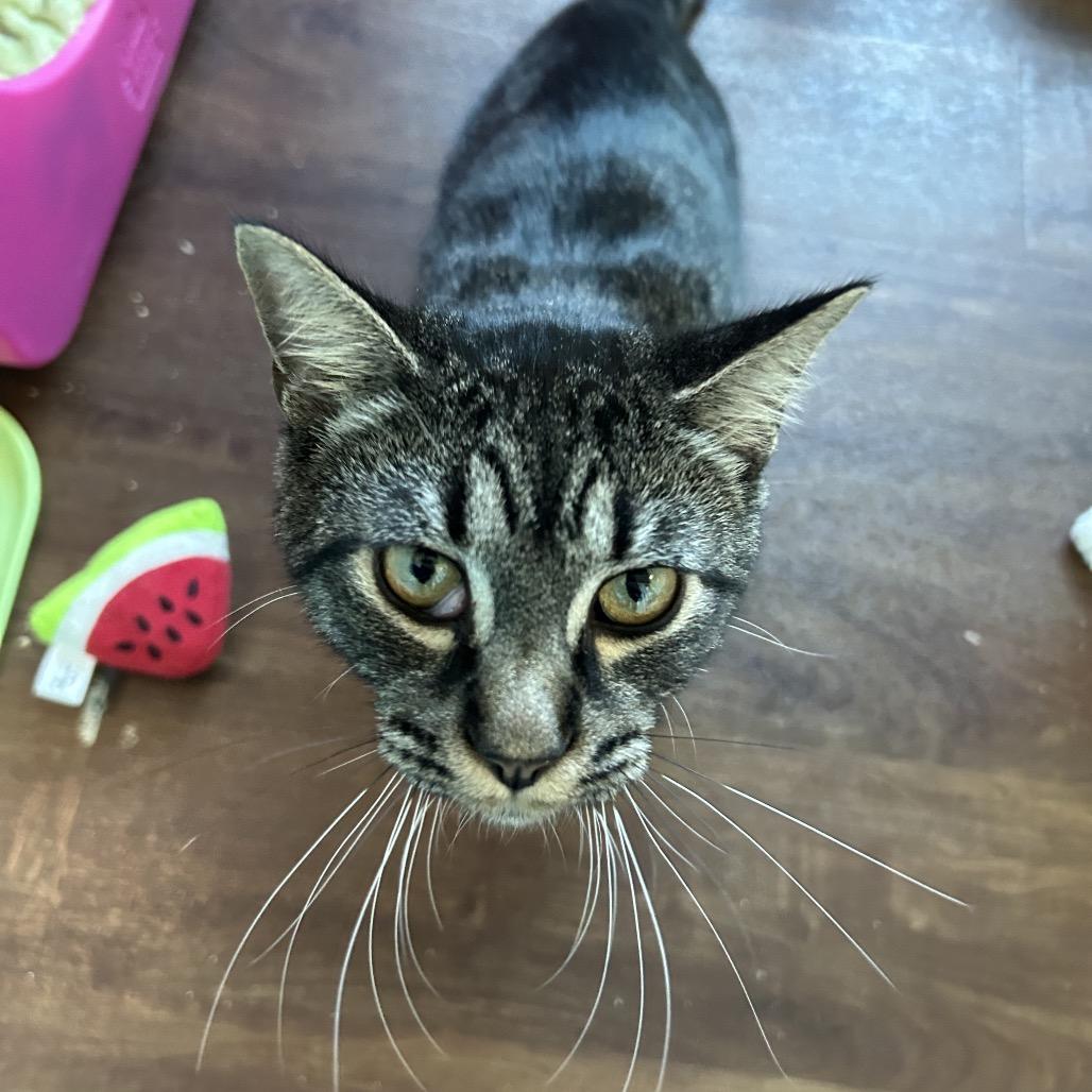 Enlarge Riot, a Adoptable Domestic Short Hair in Port Richey, FL image 4/6
