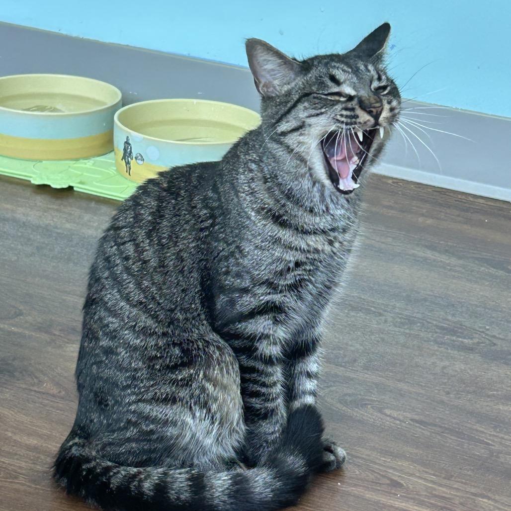Enlarge Riot, a Adoptable Domestic Short Hair in Port Richey, FL image 5/6