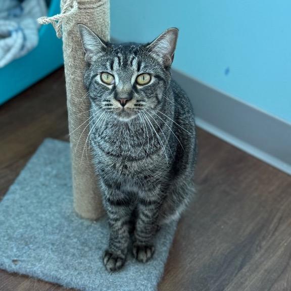 Enlarge Riot, a Adoptable Domestic Short Hair in Port Richey, FL image 6/6