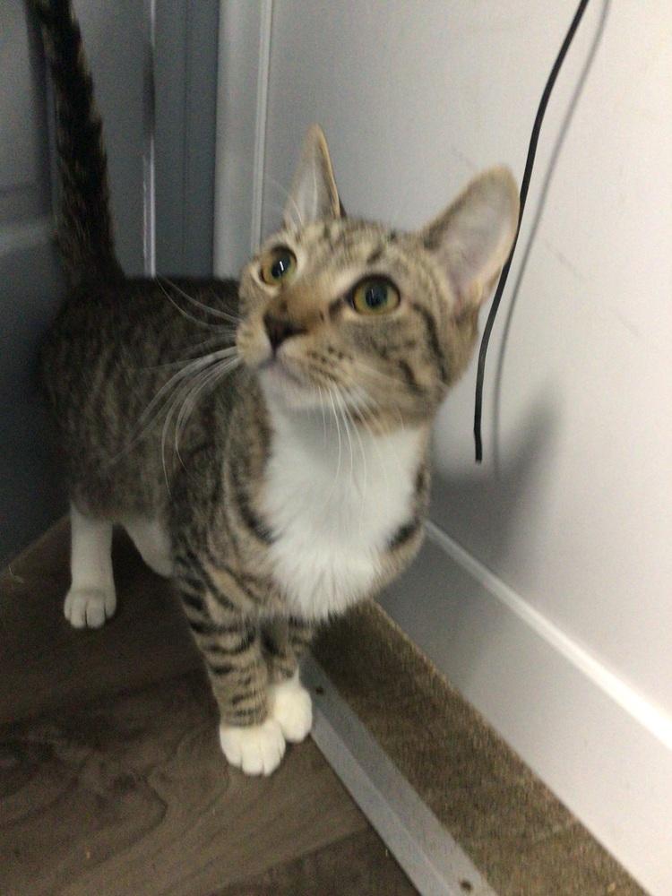 Frankie, Adoptable, Young Female Domestic Short Hair.