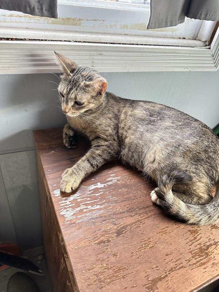 Enlarge Misty, a Adoptable mixed breed in East Greenville, PA image 5/6