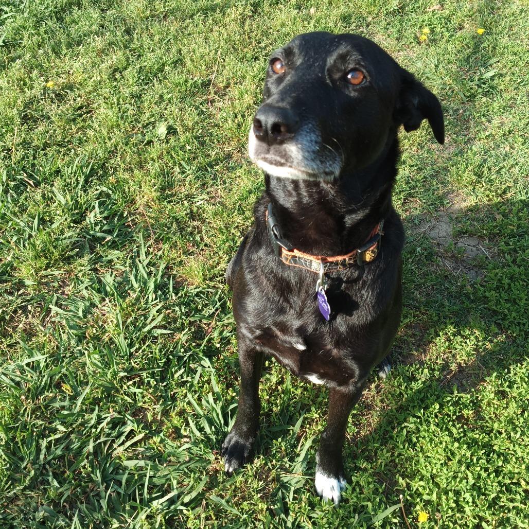 Enlarge Willow fka Flair, a Adoptable mixed breed in Denison, TX image 1/6