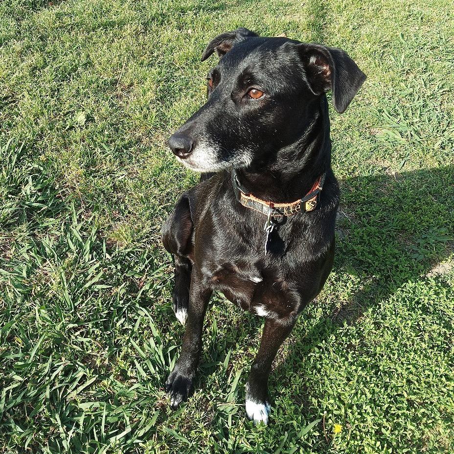 Enlarge Willow fka Flair, a Adoptable mixed breed in Denison, TX image 2/6