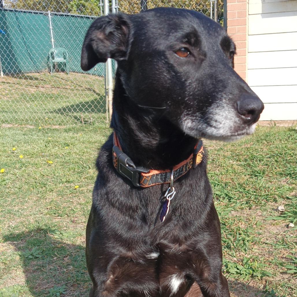 Enlarge Willow fka Flair, a Adoptable mixed breed in Denison, TX image 3/6