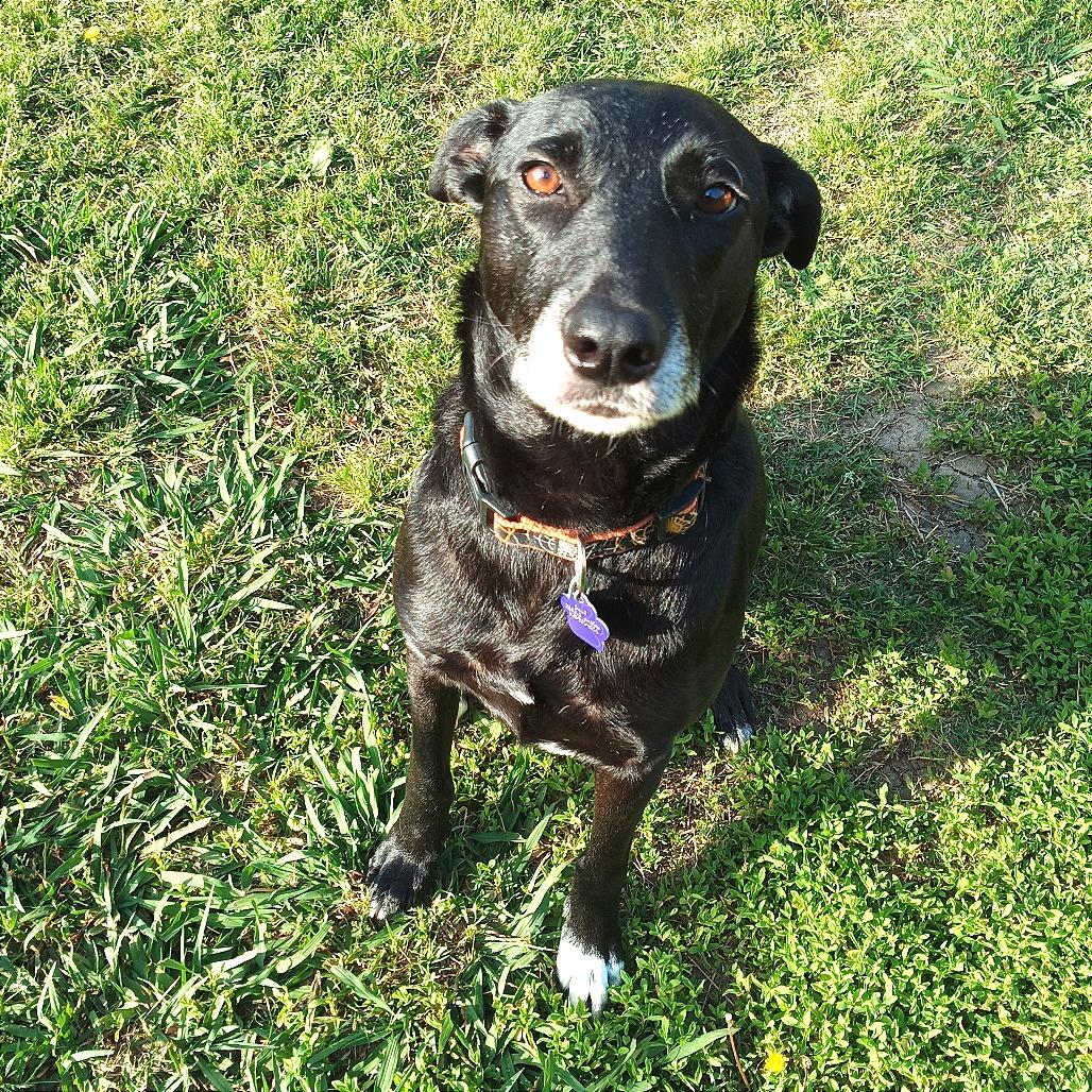 Enlarge Willow fka Flair, a Adoptable mixed breed in Denison, TX image 4/6