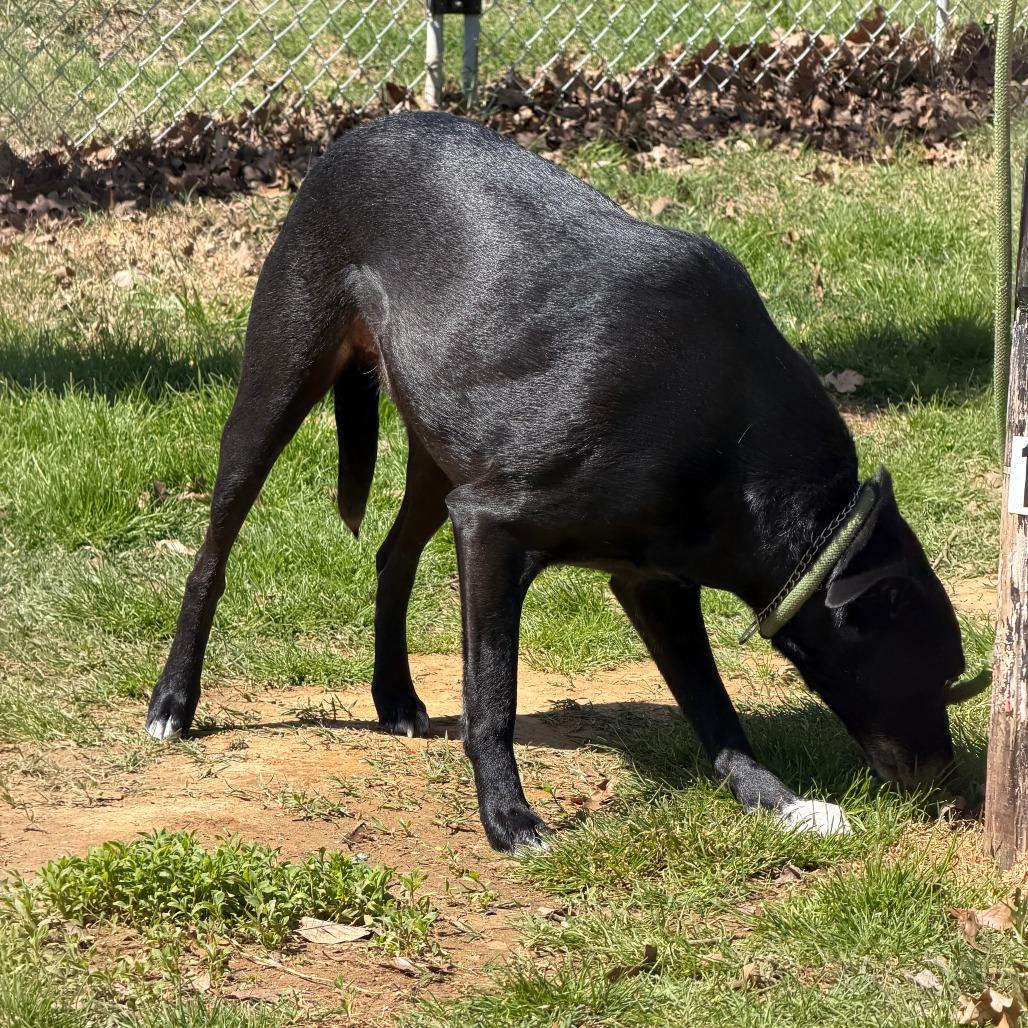 Enlarge Willow fka Flair, a Adoptable mixed breed in Denison, TX image 5/6
