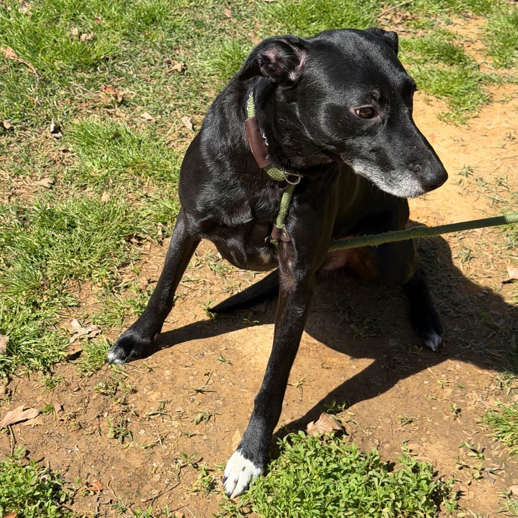 Enlarge Willow fka Flair, a Adoptable mixed breed in Denison, TX image 6/6