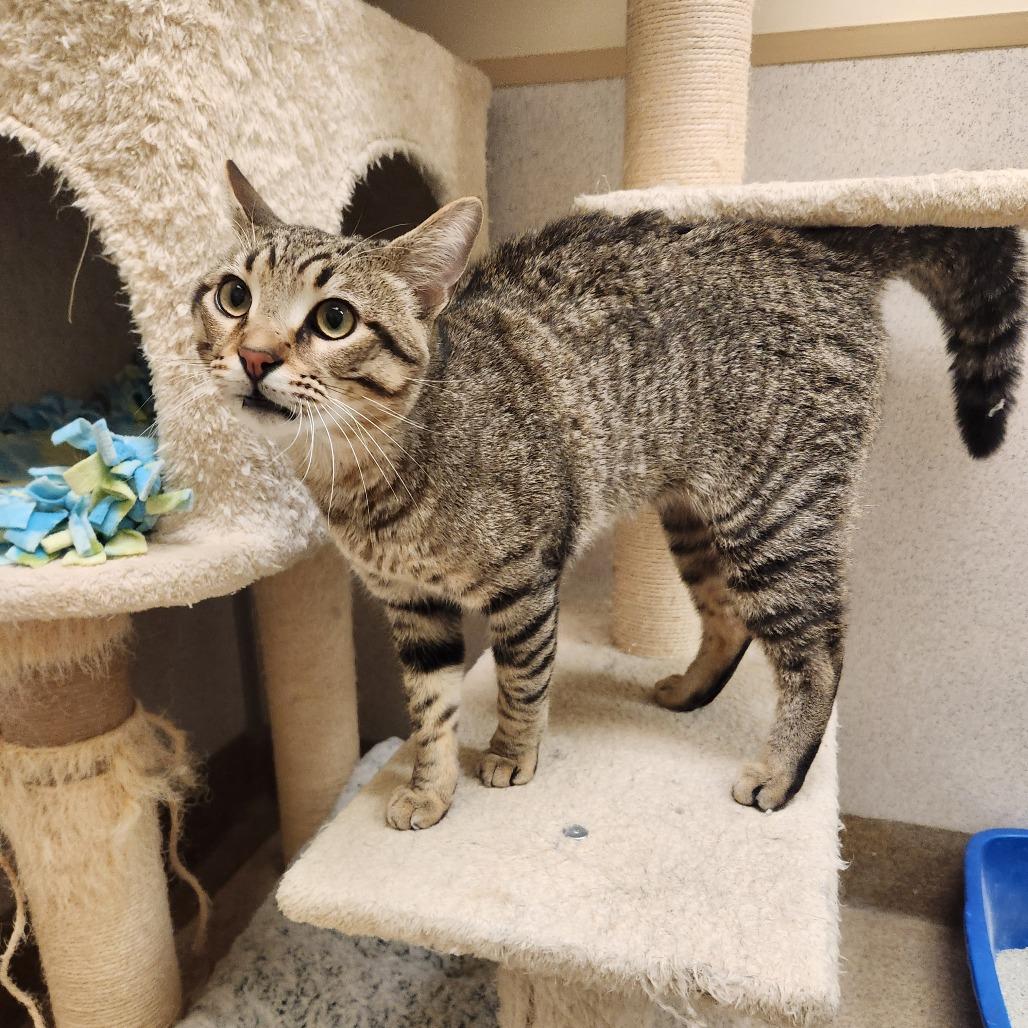 Caleb, a Adoptable Domestic Short Hair in Naperville, IL image 1/2