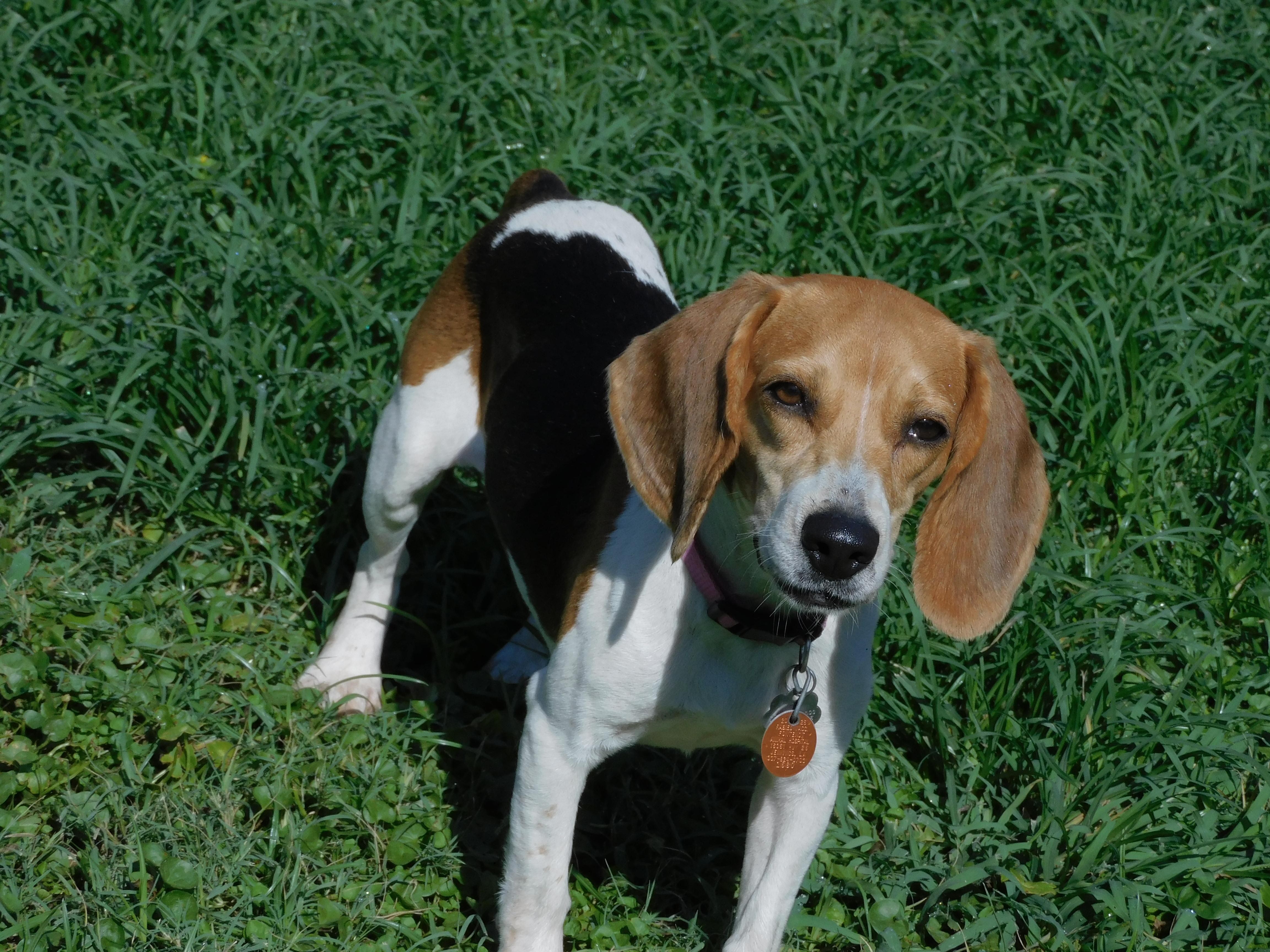 Loretta, ADOPTABLE, Young Female Beagle.