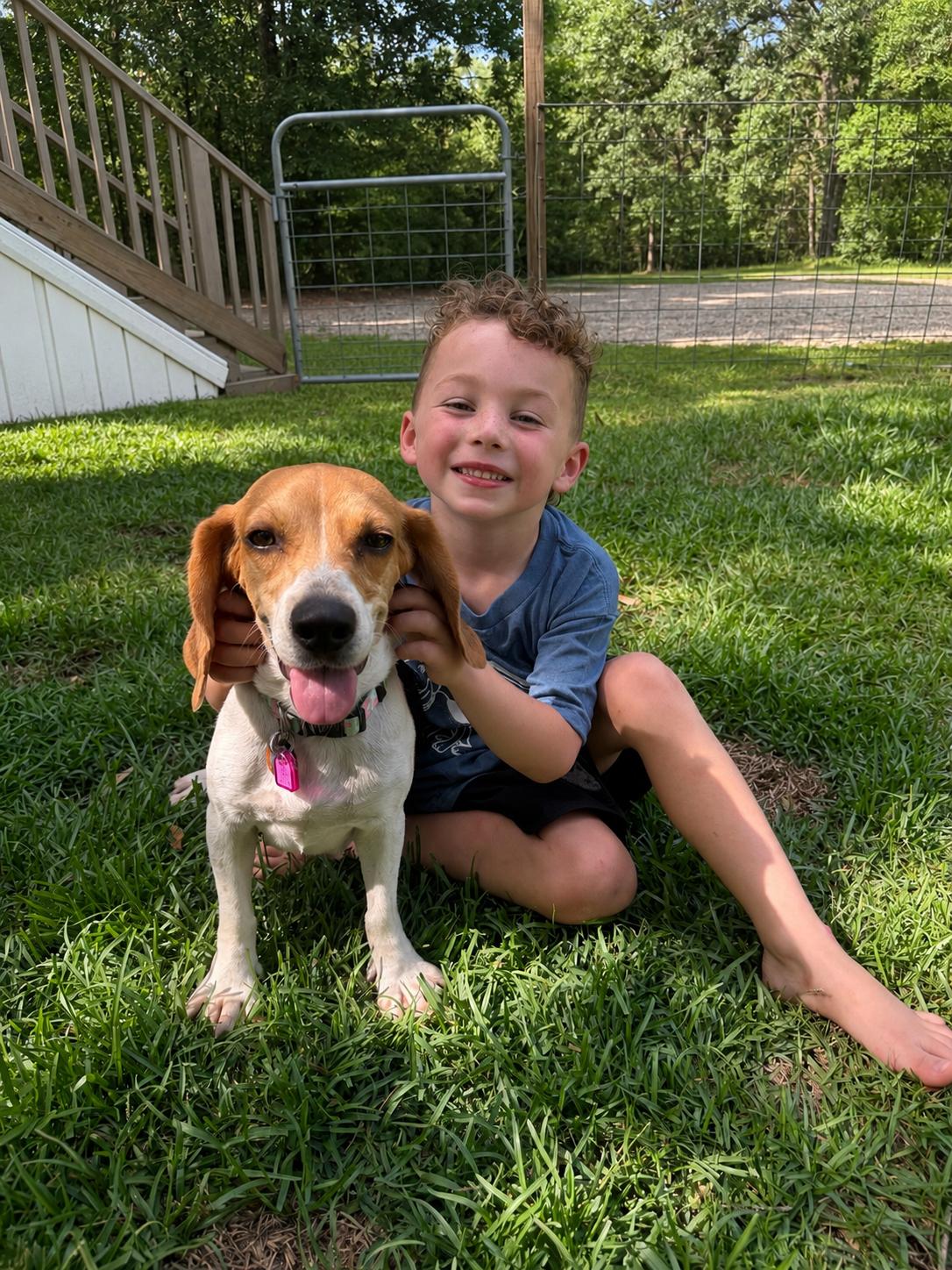 Loretta, an adopted Beagle in Prairieville, LA image 1/6