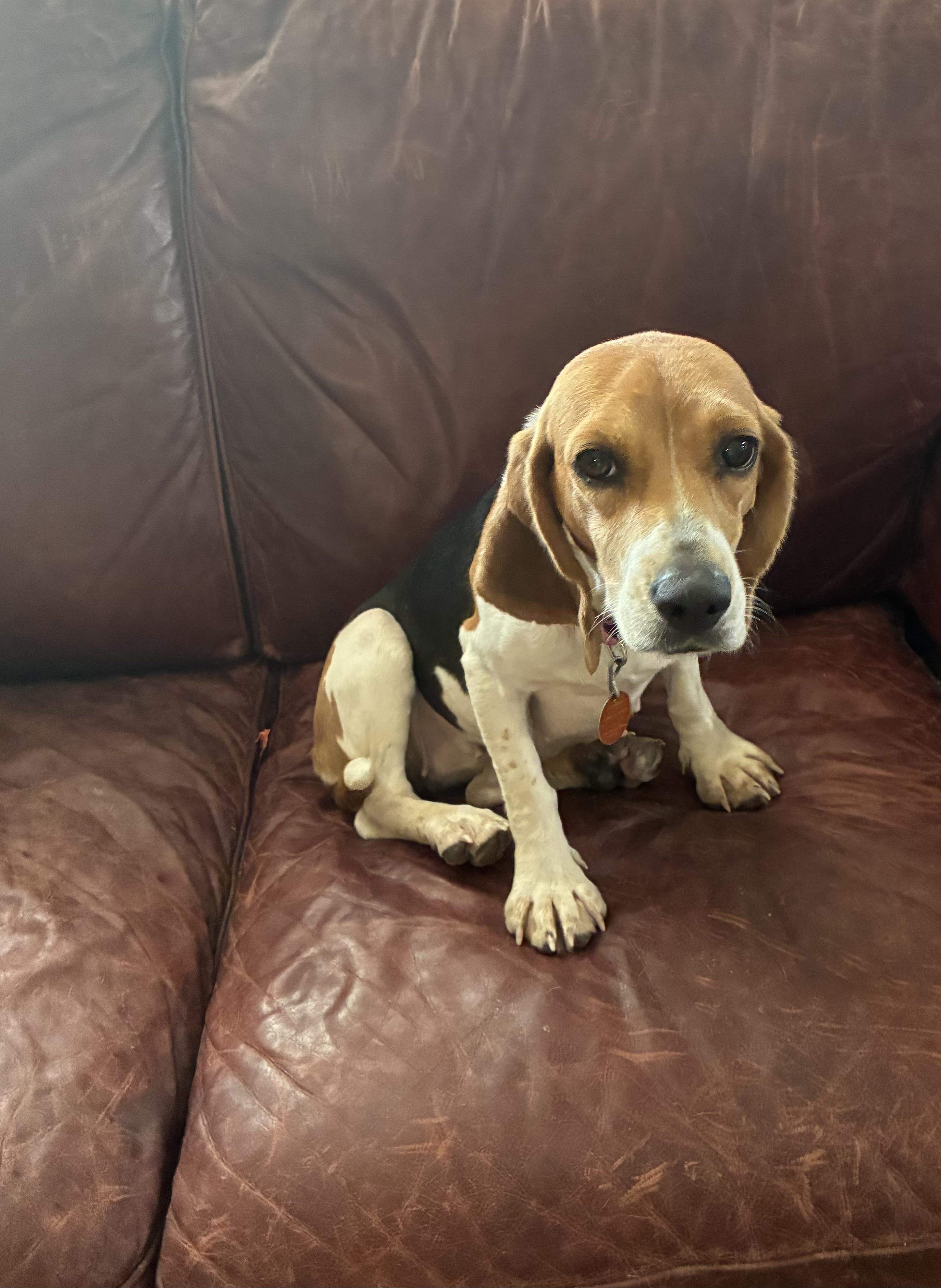 Loretta, a ADOPTABLE Beagle in Prairieville, LA image 3/6