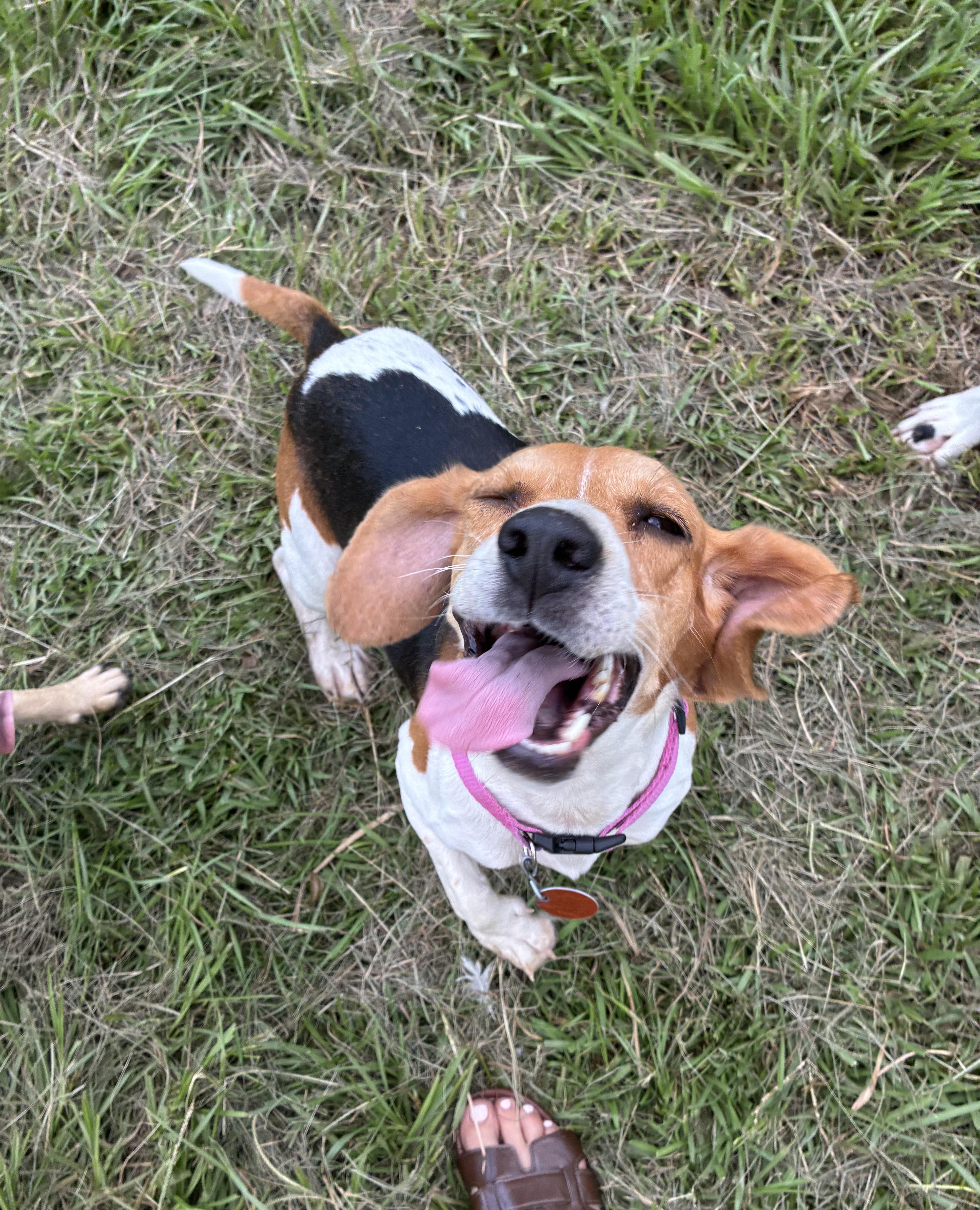 Loretta, a ADOPTABLE Beagle in Prairieville, LA image 4/6