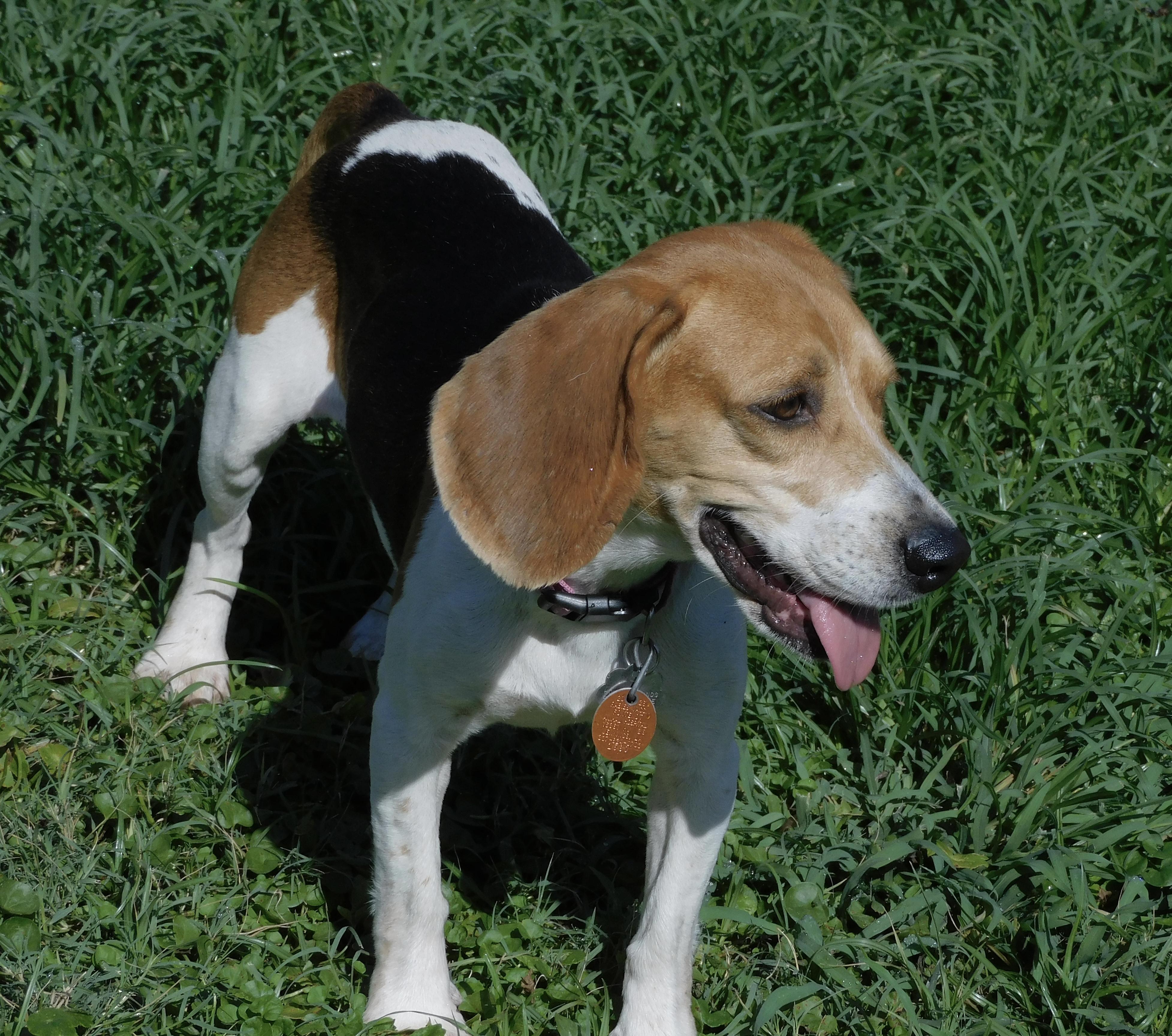 Loretta, a ADOPTABLE Beagle in Prairieville, LA image 6/6