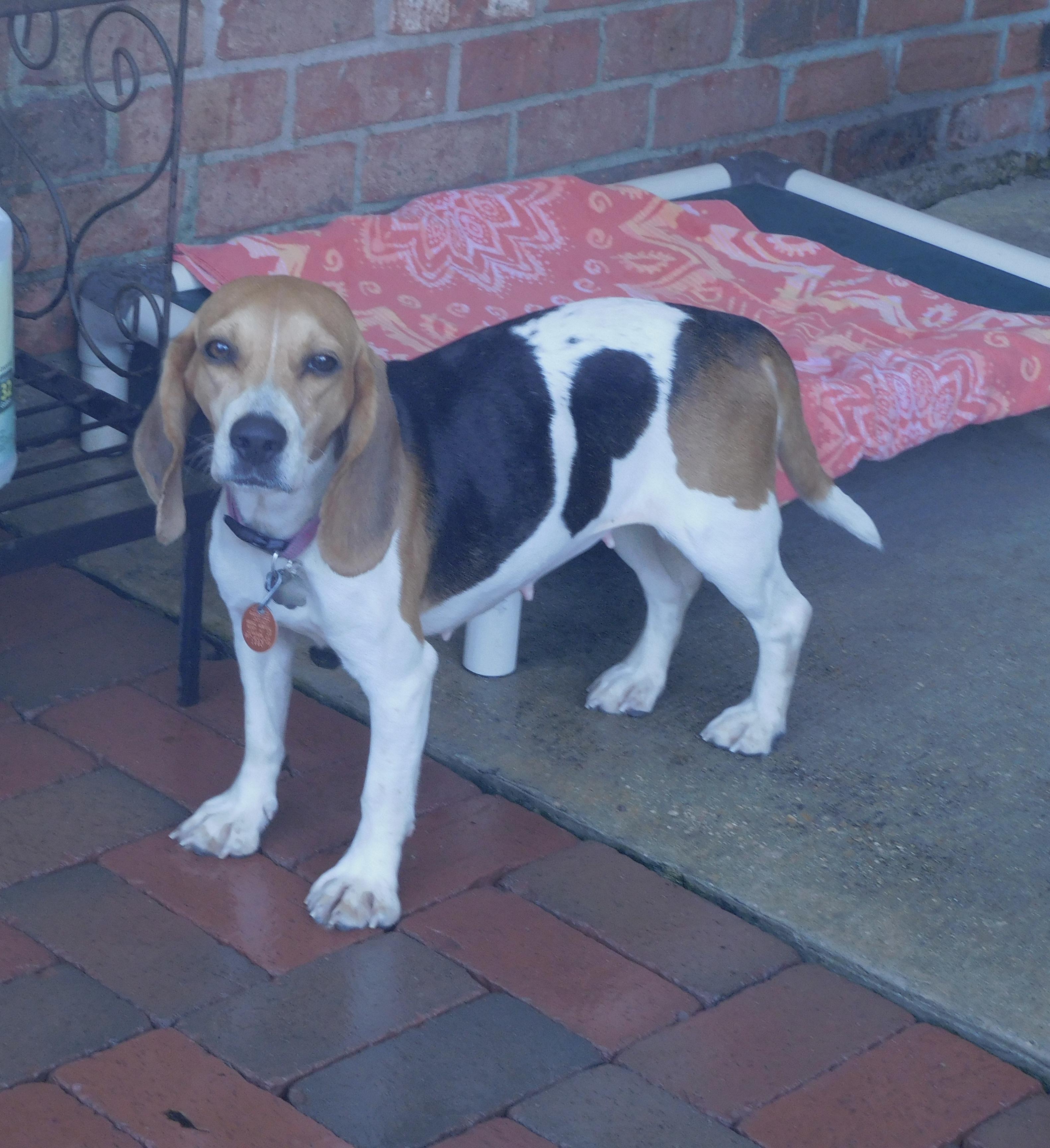 Loretta, a ADOPTABLE Beagle in Prairieville, LA image 2/6