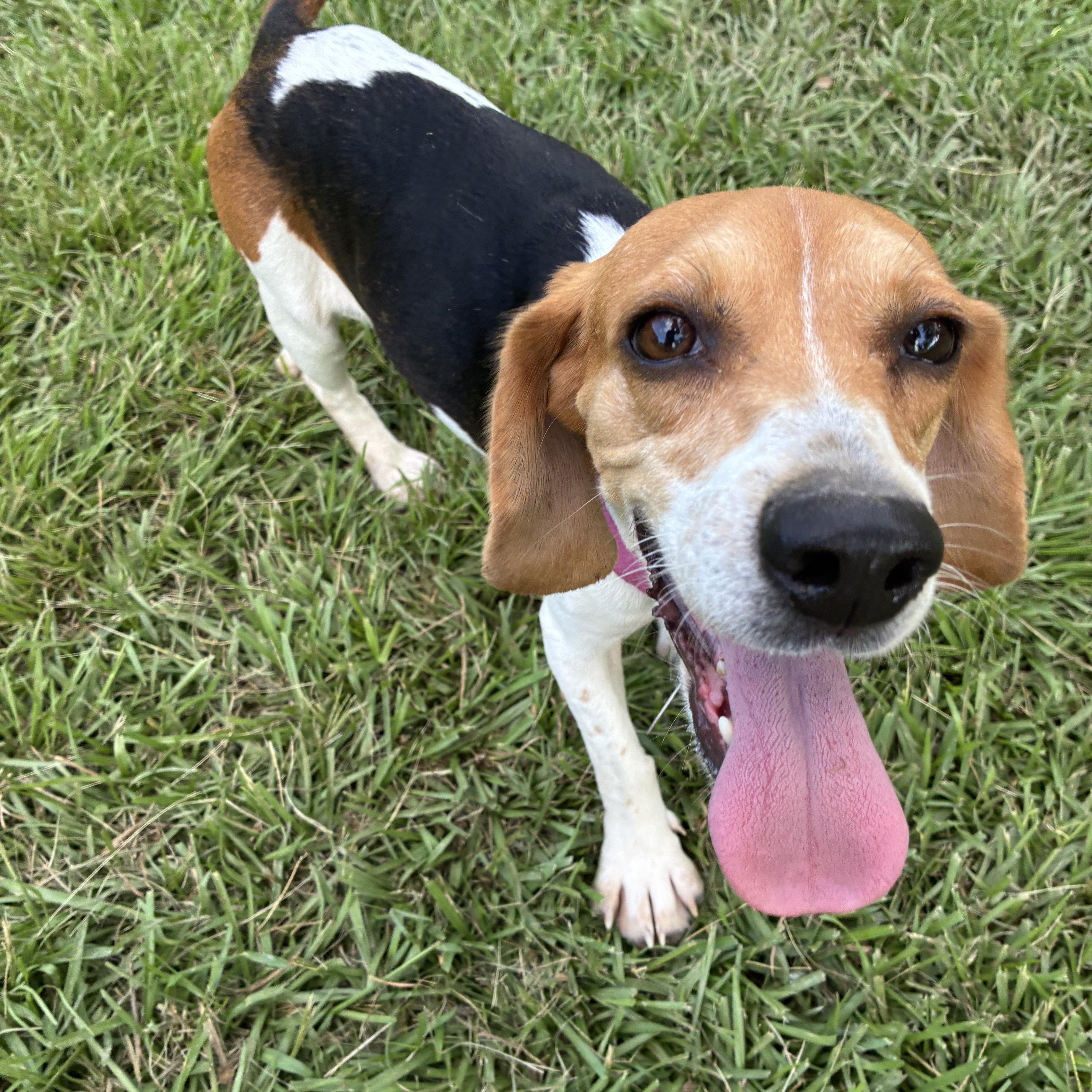 Loretta, a ADOPTABLE Beagle in Prairieville, LA image 5/6