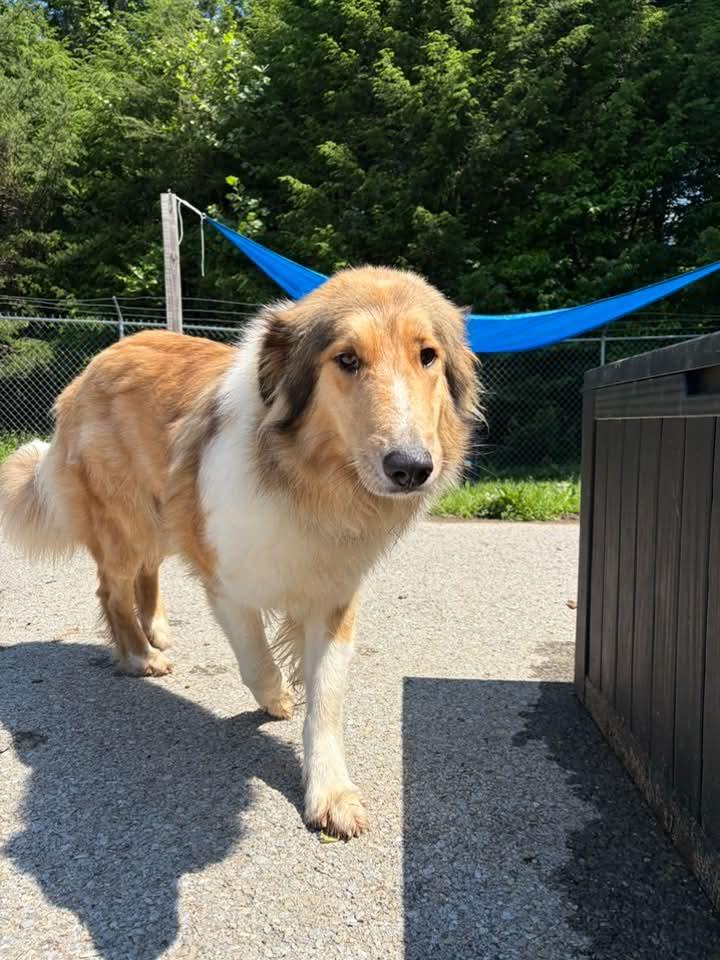 Enlarge Cassie, a Adopted Border Collie in Fayetteville, WV image 1/1