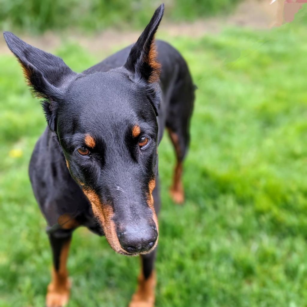 7815 Mya - I'm a SSNAP Dog, Adoptable, Senior Female Doberman Pinscher.