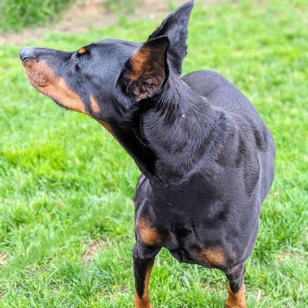 Enlarge 7815 Mya - I'm a SSNAP Dog, a Adoptable Doberman Pinscher in Sandown, NH image 2/3