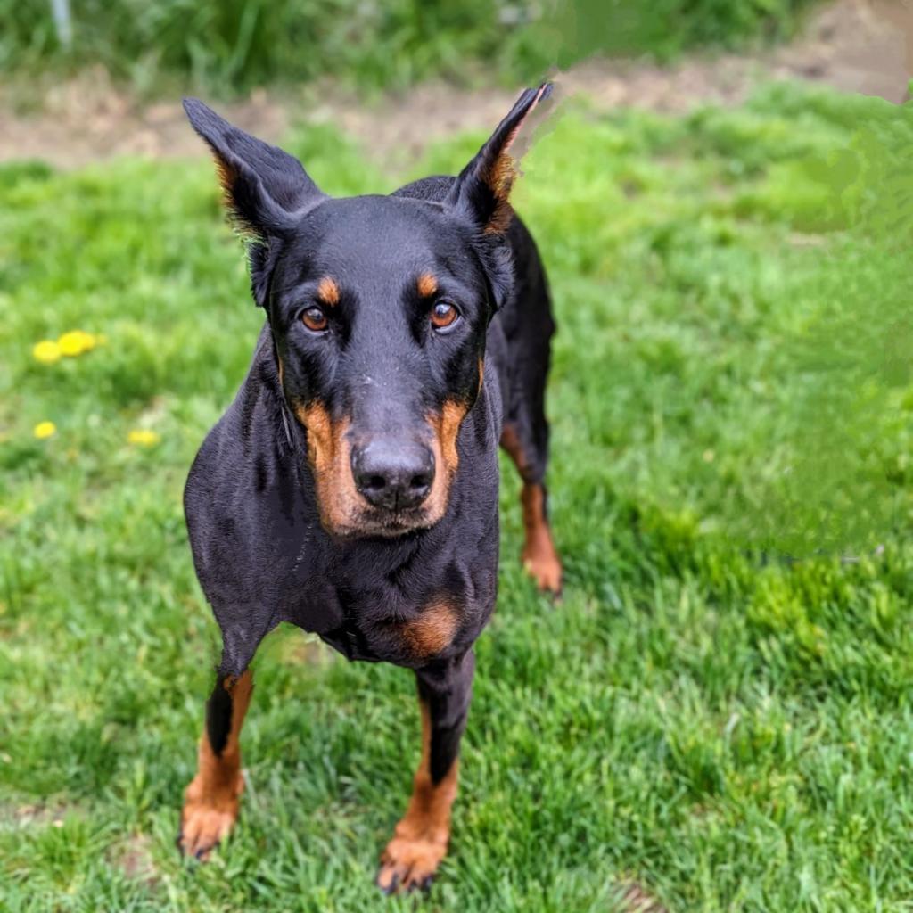 Enlarge 7815 Mya - I'm a SSNAP Dog, a Adoptable Doberman Pinscher in Sandown, NH image 3/3