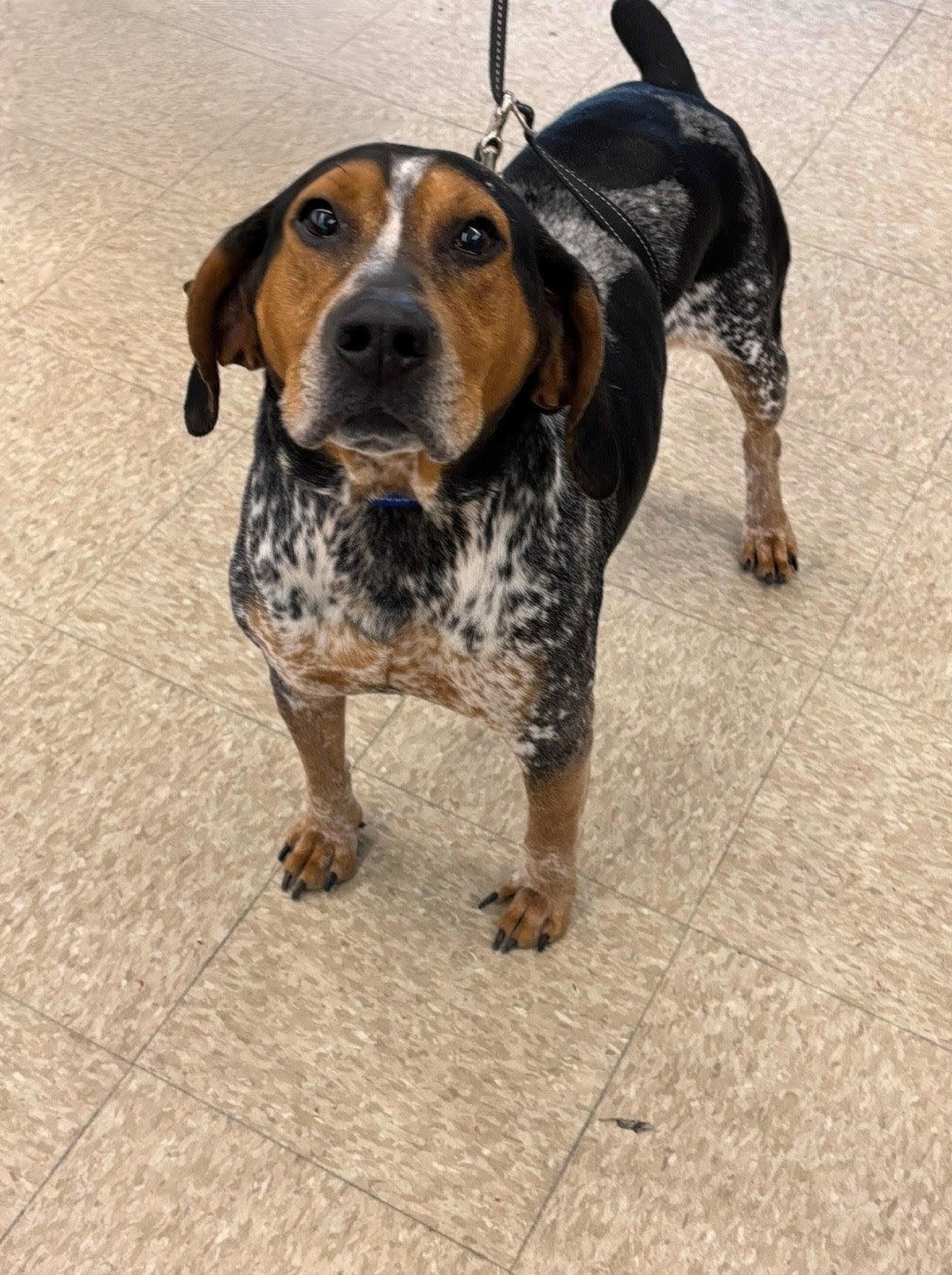 Tommy, ADOPTABLE, Adult Male Hound & Beagle.