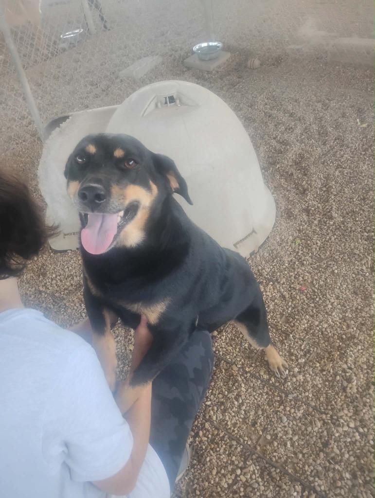 Enlarge Milkshake, a Adoptable Mixed Breed in Jonesboro, AR image 1/1