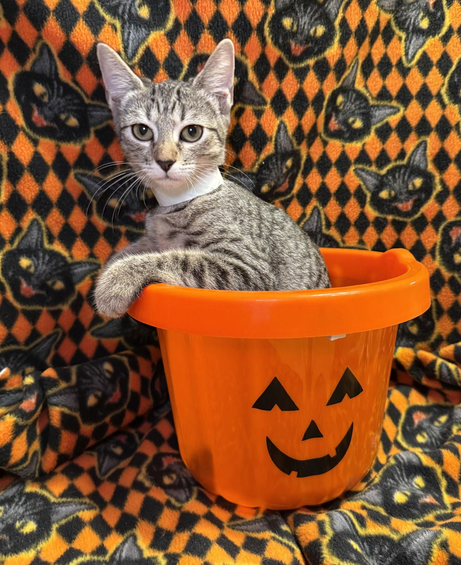 Charles, Adoptable, Young Male Domestic Short Hair.