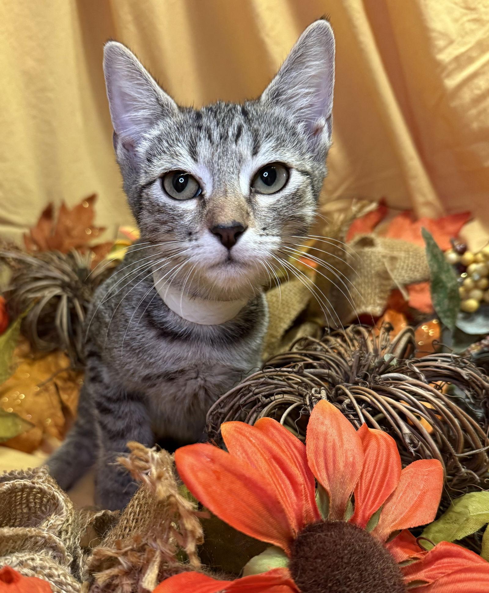 Enlarge Charles, a Adoptable Domestic Short Hair in Oviedo, FL image 2/3