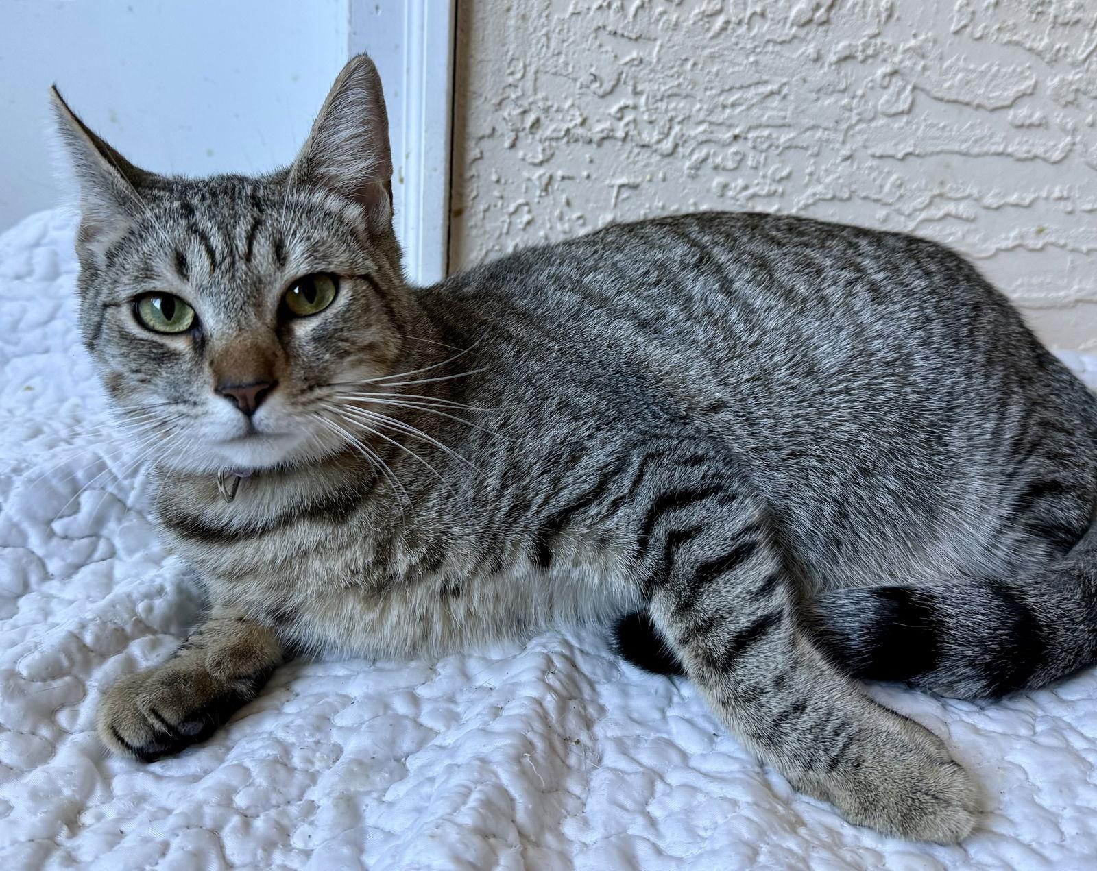 Enlarge Charles, a Adoptable Domestic Short Hair in Oviedo, FL image 3/3