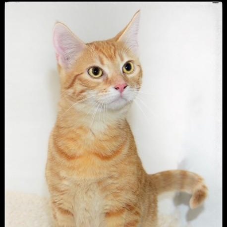 Enlarge Brie, a ADOPTABLE Tabby in San Andreas, CA image 1/1