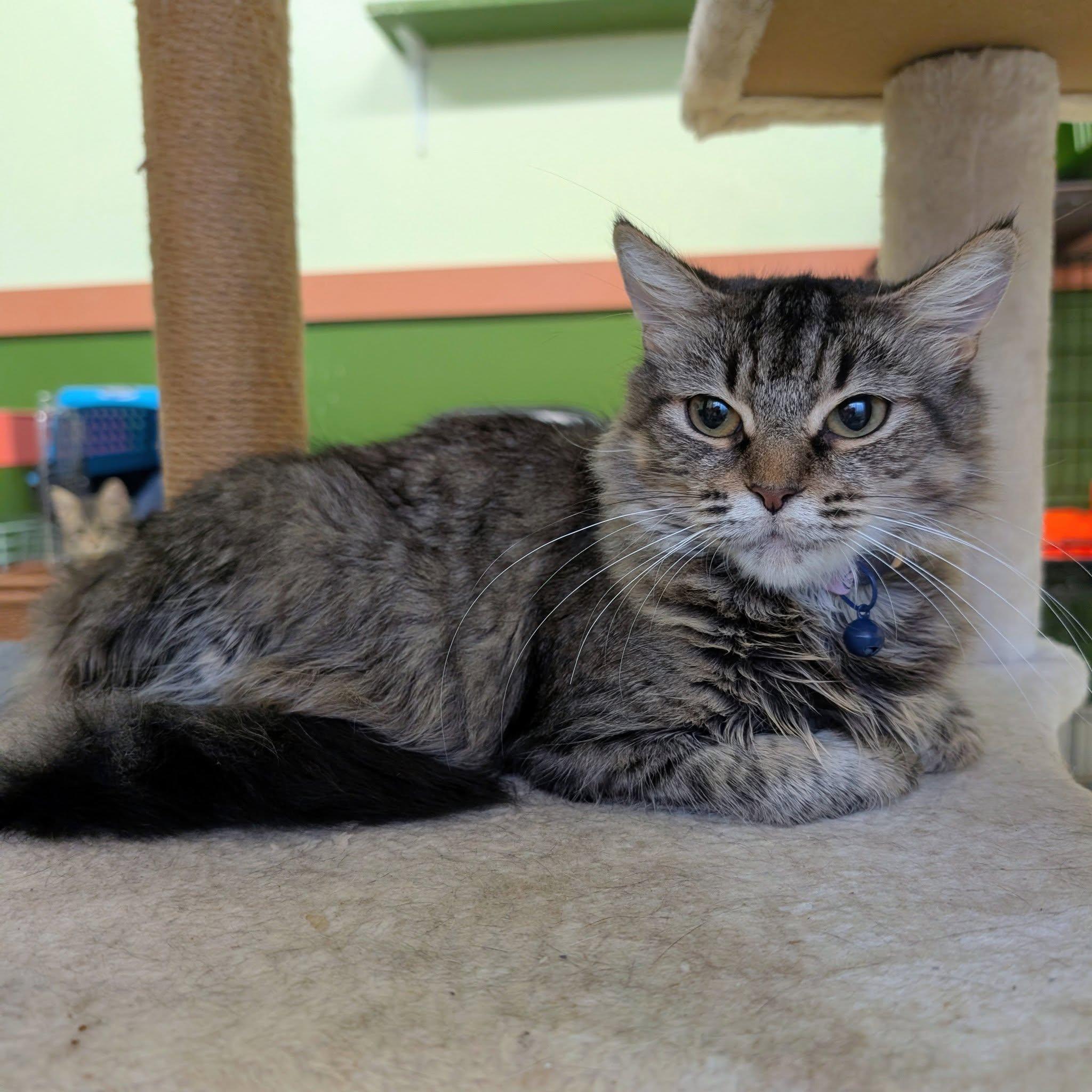 Tree, ADOPTABLE, Adult Female Domestic Long Hair.
