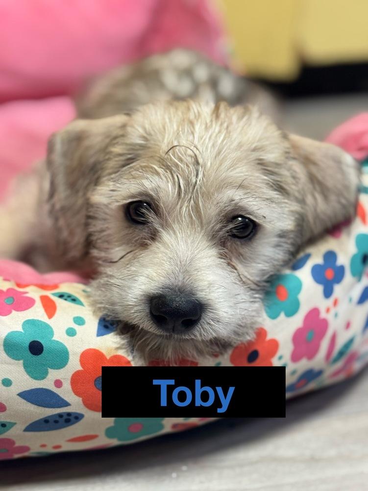 Enlarge Toby, a Adoptable mixed breed in Jefferson Hills, PA image 1/2