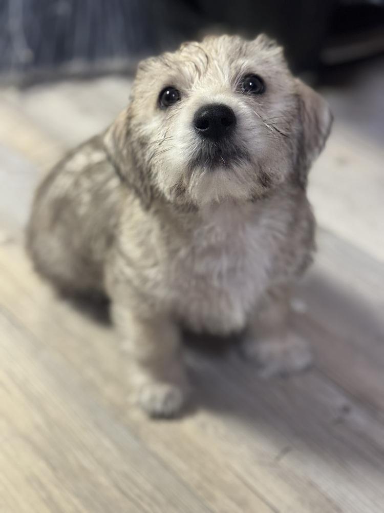 Enlarge Toby, a Adoptable mixed breed in Jefferson Hills, PA image 2/2