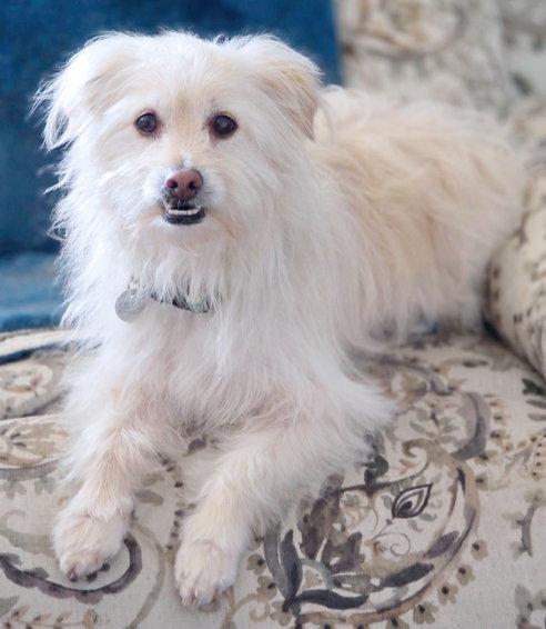 Enlarge Curly, a Adoptable mixed breed in Anaheim Hills, CA image 1/3
