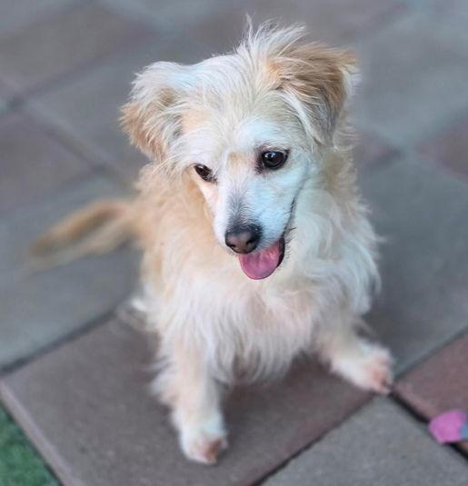 Enlarge Curly, a Adoptable mixed breed in Anaheim Hills, CA image 1/3