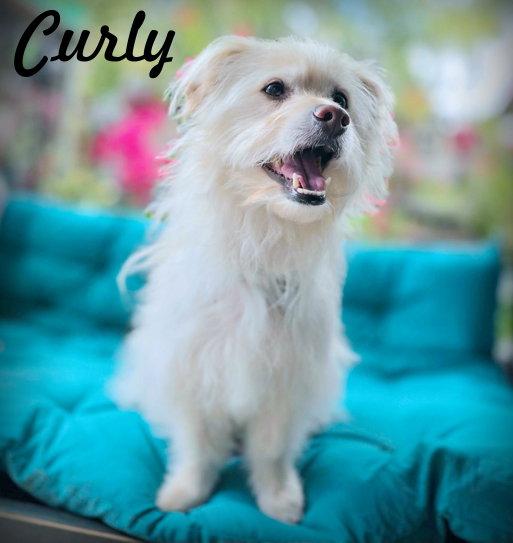Enlarge Curly, a Adoptable mixed breed in Anaheim Hills, CA image 2/3