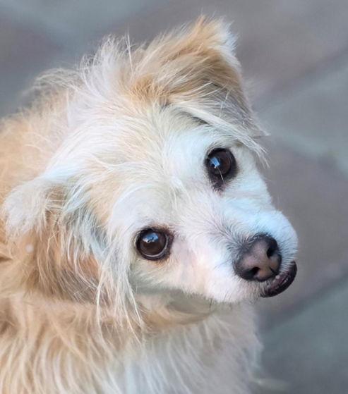 Enlarge Curly, a Adoptable mixed breed in Anaheim Hills, CA image 2/3