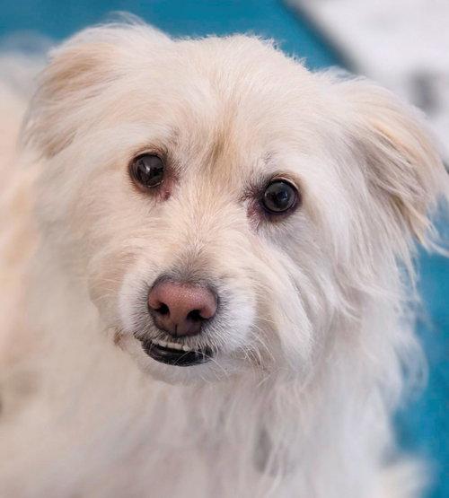 Enlarge Curly, a Adoptable mixed breed in Anaheim Hills, CA image 3/3