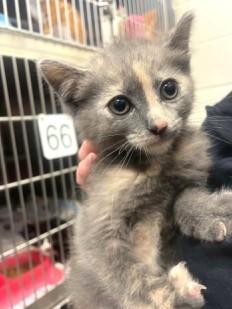 Enlarge Luna, an adopted Dilute Tortoiseshell in Ashland, VA image 1/1
