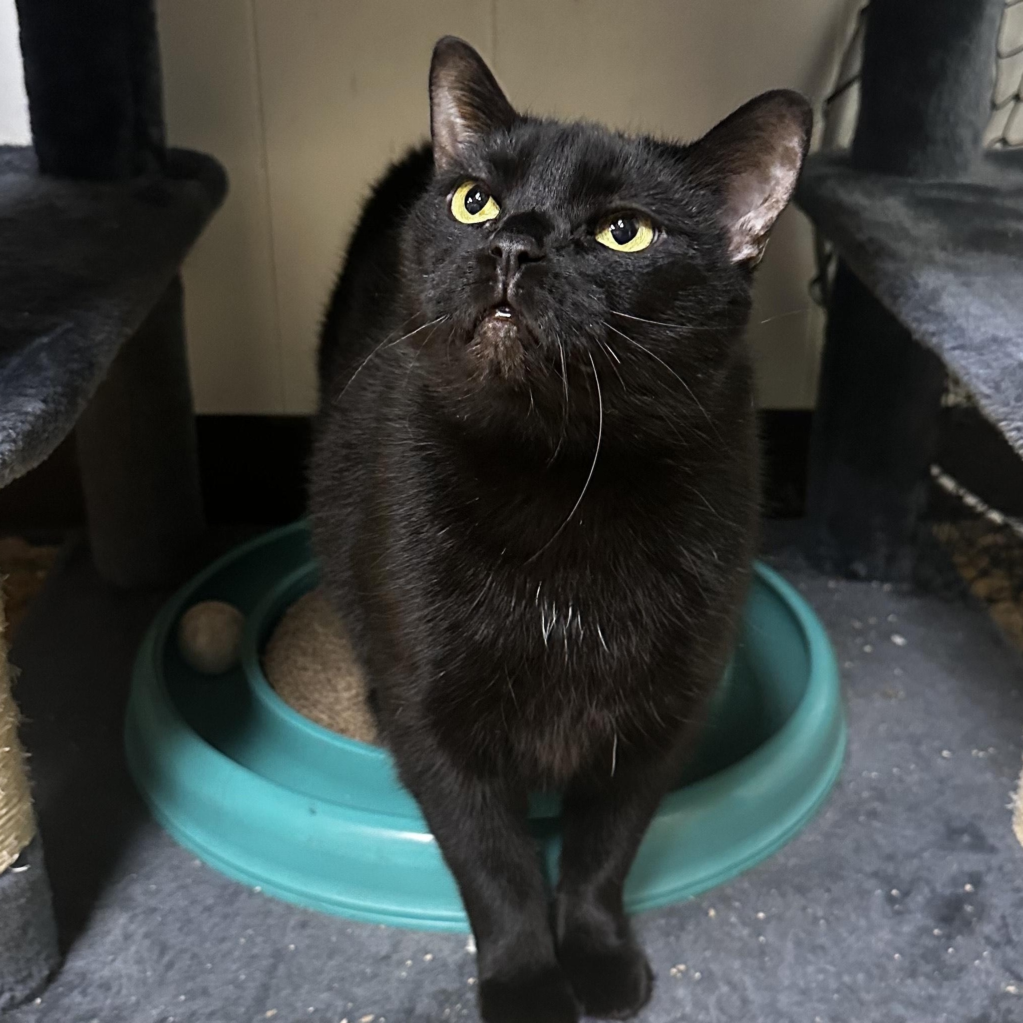 Enlarge Emmy, a Adoptable Domestic Short Hair in Toledo, OH image 1/3