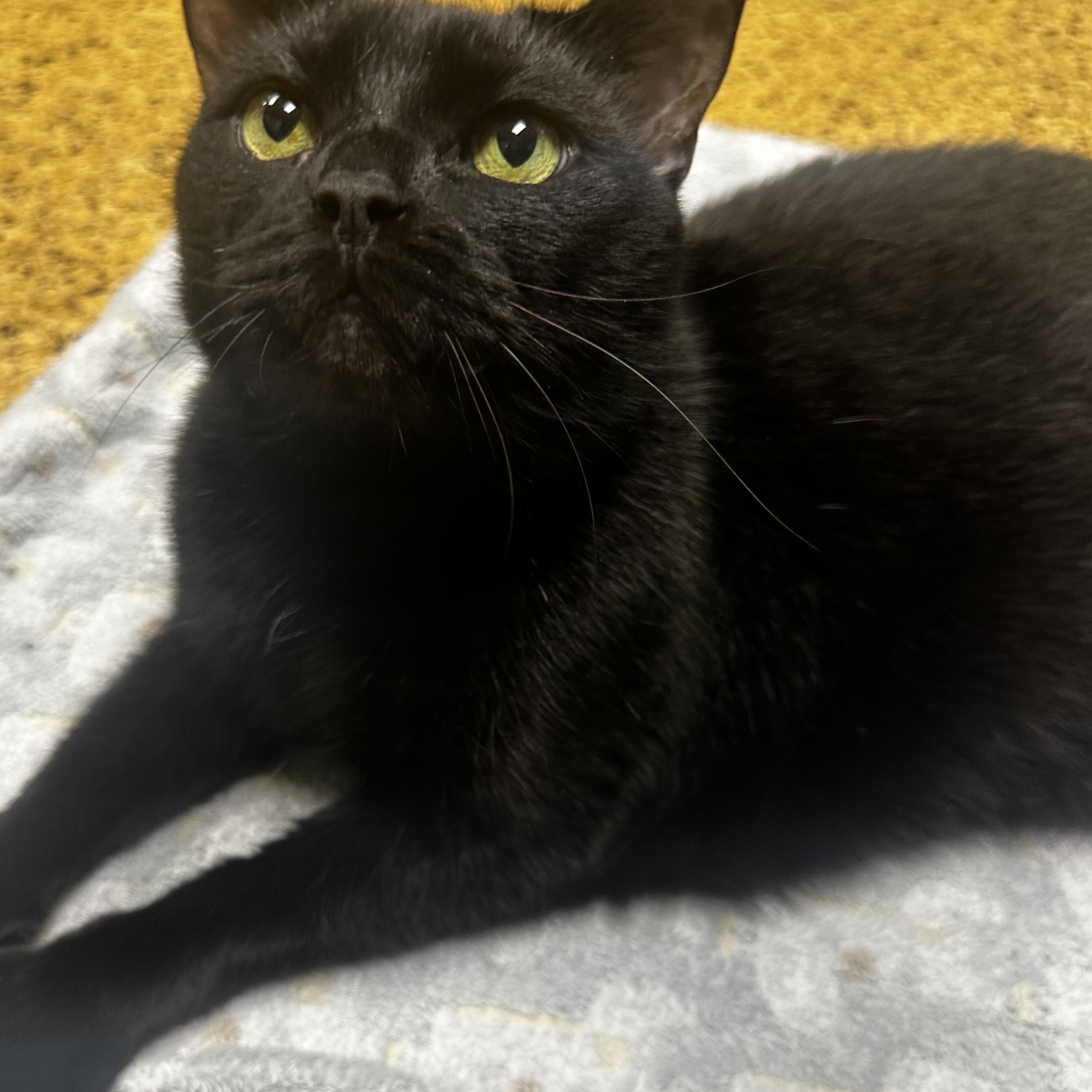 Enlarge Emmy, a Adoptable Domestic Short Hair in Toledo, OH image 3/3