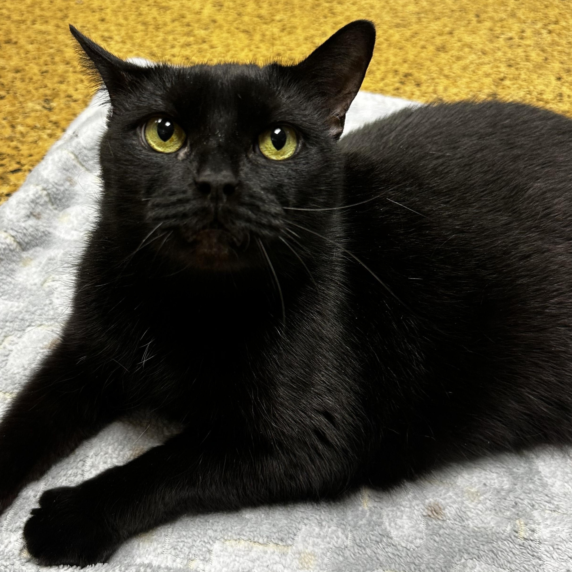 Enlarge Emmy, a Adoptable Domestic Short Hair in Toledo, OH image 2/3